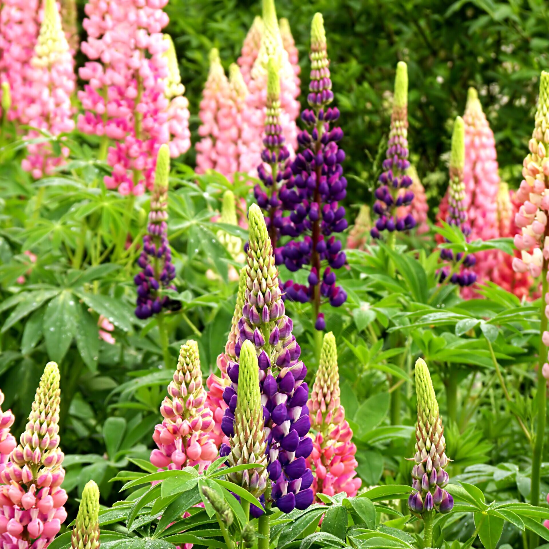 Lupinen